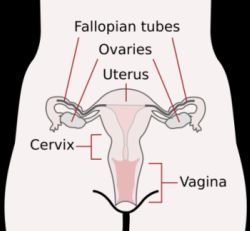 Female Reproductive System - Front