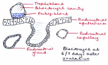 Blastocyst Implantation